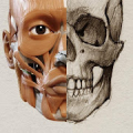 Anatomía para el artista | P Mod APK icon