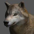 Wolf Pose Tool 3D Mod APK icon