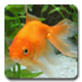 aniPet Goldfish Live Wallpaper Mod APK icon