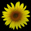 Sunflower LW + weather Mod APK icon