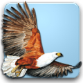 Roberts Multimedia Birds of SA Mod APK icon