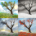 Fondo Animado Árbol Solitario Mod APK icon