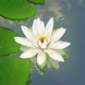 3D Lotus Pond Live Wallpaper Mod APK icon