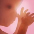 Pregnancy ++ Mod APK icon