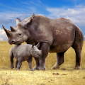 The Rhinoceros Mod APK icon
