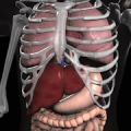 Anatomy 3D: Organs Mod APK icon