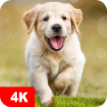 Dog Wallpapers & Puppy 4K icon