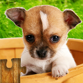 Dogs Jigsaw Puzzle Game Kids Mod APK icon