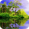 Forest Pond Live Wallpaper icon