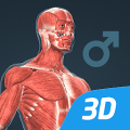 Human body (male) 3D scene icon