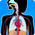 Human Anatomy - Body parts icon