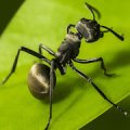 The Ants: Underground Kingdom Mod APK icon