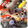 KOI Pro 3D Live Wallpaper Mod APK icon