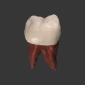 Real Tooth Morphology Mod APK icon