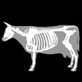 3D Bovine Anatomy Mod APK icon