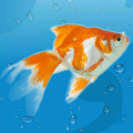 AquaLife 3D Mod APK icon