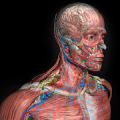 3D Human Anatomy Introduction Mod APK icon