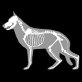 3D Dog Anatomy icon