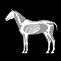 3D Horse Anatomy Mod APK icon