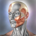 Muscle and Bone Anatomy 3D Mod APK icon