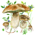 Mushrooms app icon