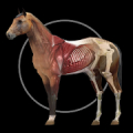 Horse Anatomy: Equine 3D Mod APK icon