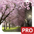 Spring Cherry Blossom Live Wal Mod APK icon