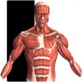 Visual Anatomy Mod APK icon