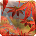 Autumn Tree Live Wallpaper icon