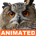 Owl Live Wallpaper Mod APK icon