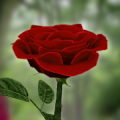 3D Rose Live Wallpaper Mod APK icon