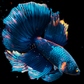 Betta Fish‏ icon