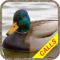 Duck hunting calls Pro:  Water Mod APK icon