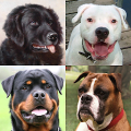 Dogs Quiz - Guess All Breeds! Mod APK icon