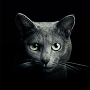 Find a Cat Mod APK 5.11.0 - Baixar Find a Cat Mod para android com [Remover propagandas]