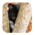 Find The Cat Mod APK icon