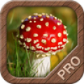 Mushrooms PRO - NATURE MOBILE Mod APK icon