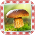 Pilze sammeln & bestimmen PRO Mod APK icon