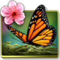 Season Zen HD Mod APK icon