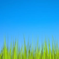 Grass LWP [Revamped+PRO] Mod APK icon