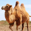The Camel Mod APK icon