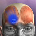 Muscle Trigger Point Anatomy Mod APK icon