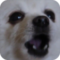 Gabe The Dog icon