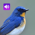 Bird Sounds: Ringtone,Alarm Mod APK icon