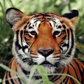 Tiger Wallpapers Mod APK icon