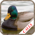 Duck hunting calls icon