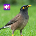 Myna Bird: Sounds & Ringtones Mod APK icon