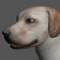 Labrador Pose Tool 3D Mod APK icon